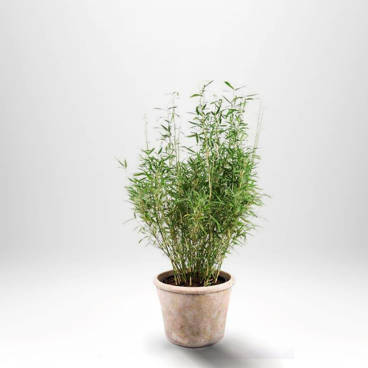 Fjellbambus - Fargesia Bimbo, Pottedyrket